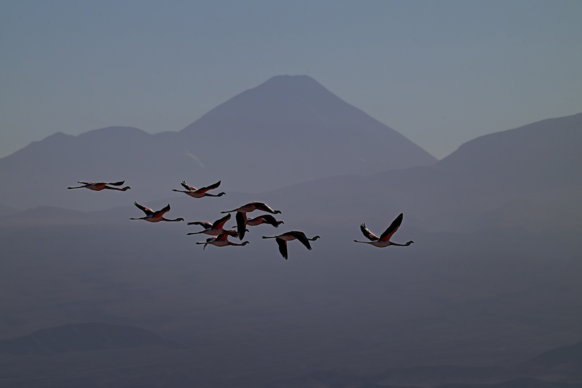 Flamingo Flamboyance over Volcán Licancabur, Bolivian Altiplano — Pixpective Fotography