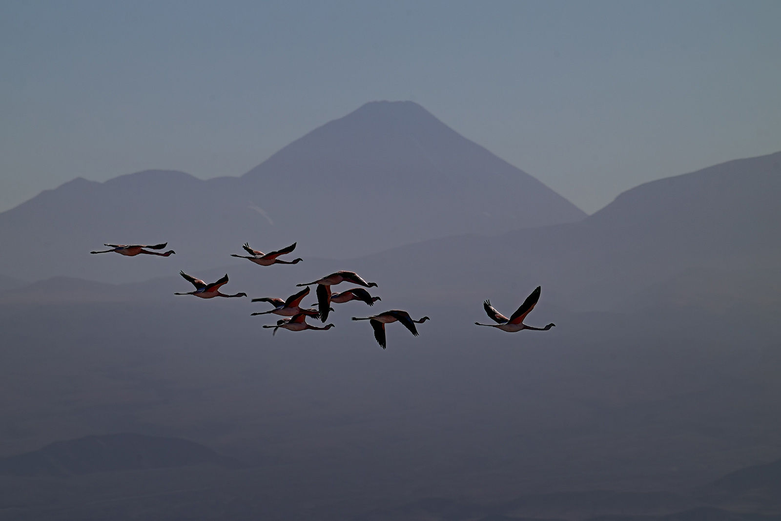 Altiplano Flamingoes — Landscapes & Wildlife Photography