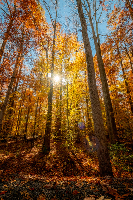 A Golden Sunburst, Fall in Virginia — Fine Art Print